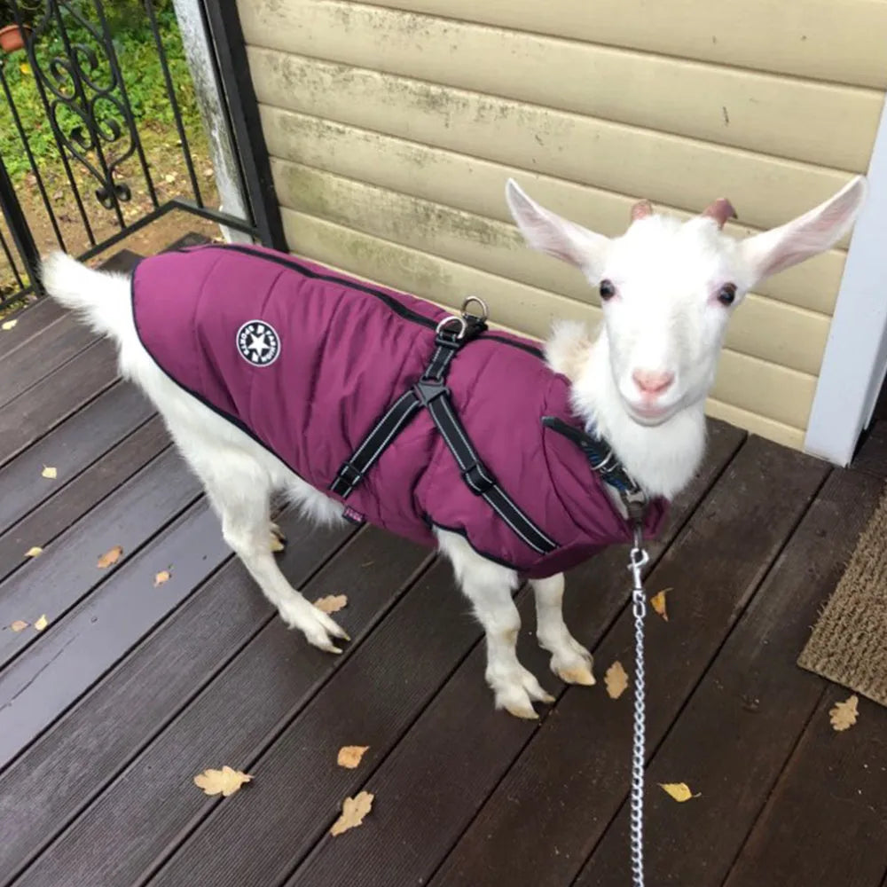 Waterproof dog coat in red with harness opening, sized for Labrador breed during winter walk.