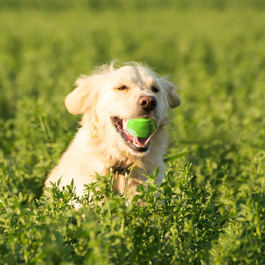 Green natural rubber dog squeaky toy ball for aggressive chewers, 90mm diameter