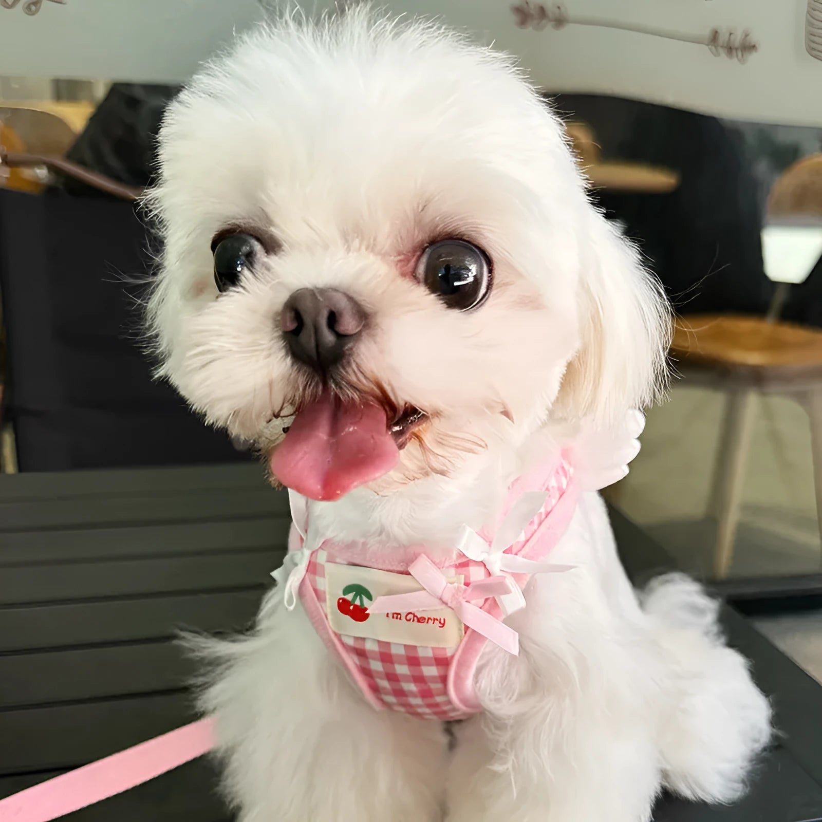 Small dog harness with chest and back attachment points in cotton fabric, pink or black colour options