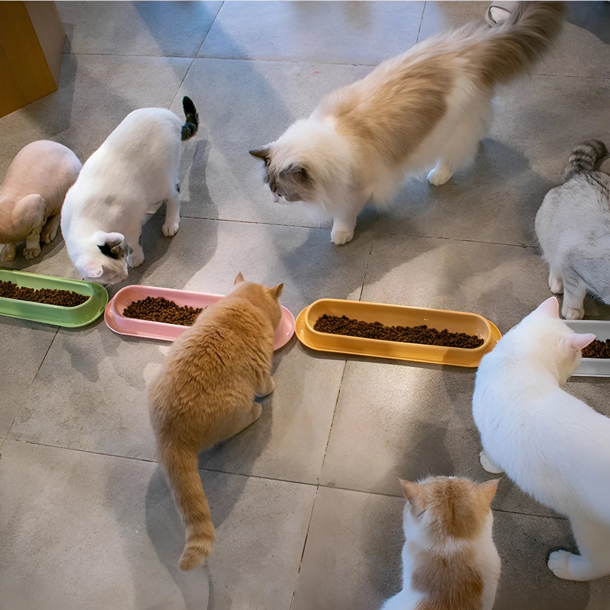 Green, pink, and yellow leakproof pet bowls with anti-slip bases for cats and dogs.