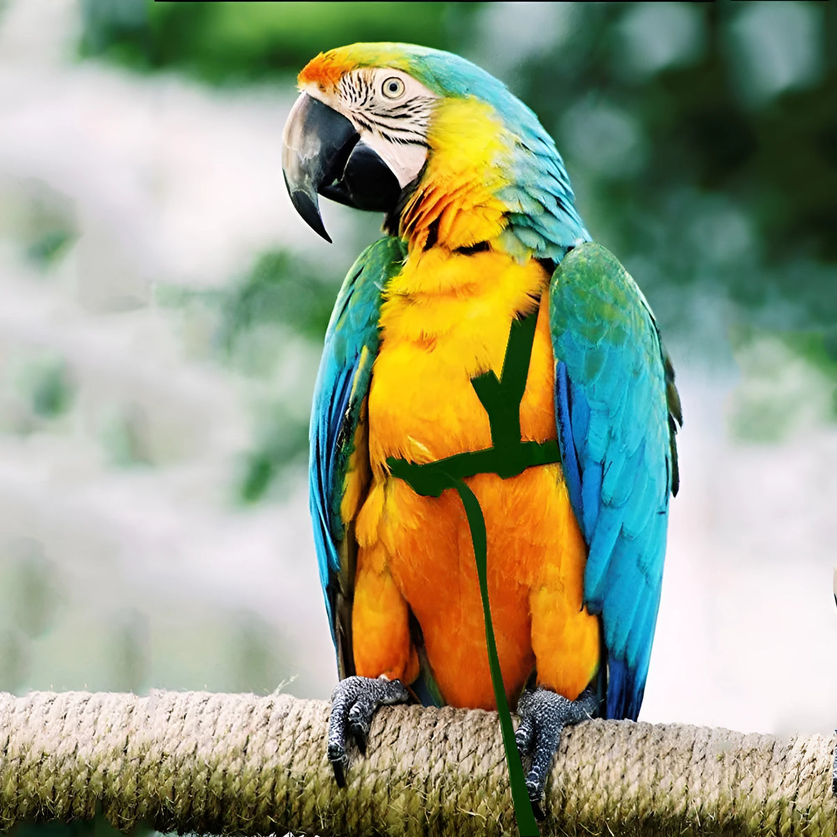Parrot flying rope harness with soft silk satin strap and metal chain, adjustable sizes XXS to XL
