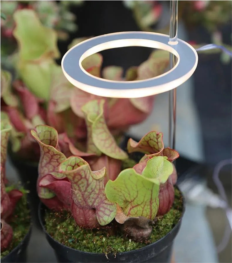 USB LED plant grow light with transparent yellow housing and acrylic mounting stick.