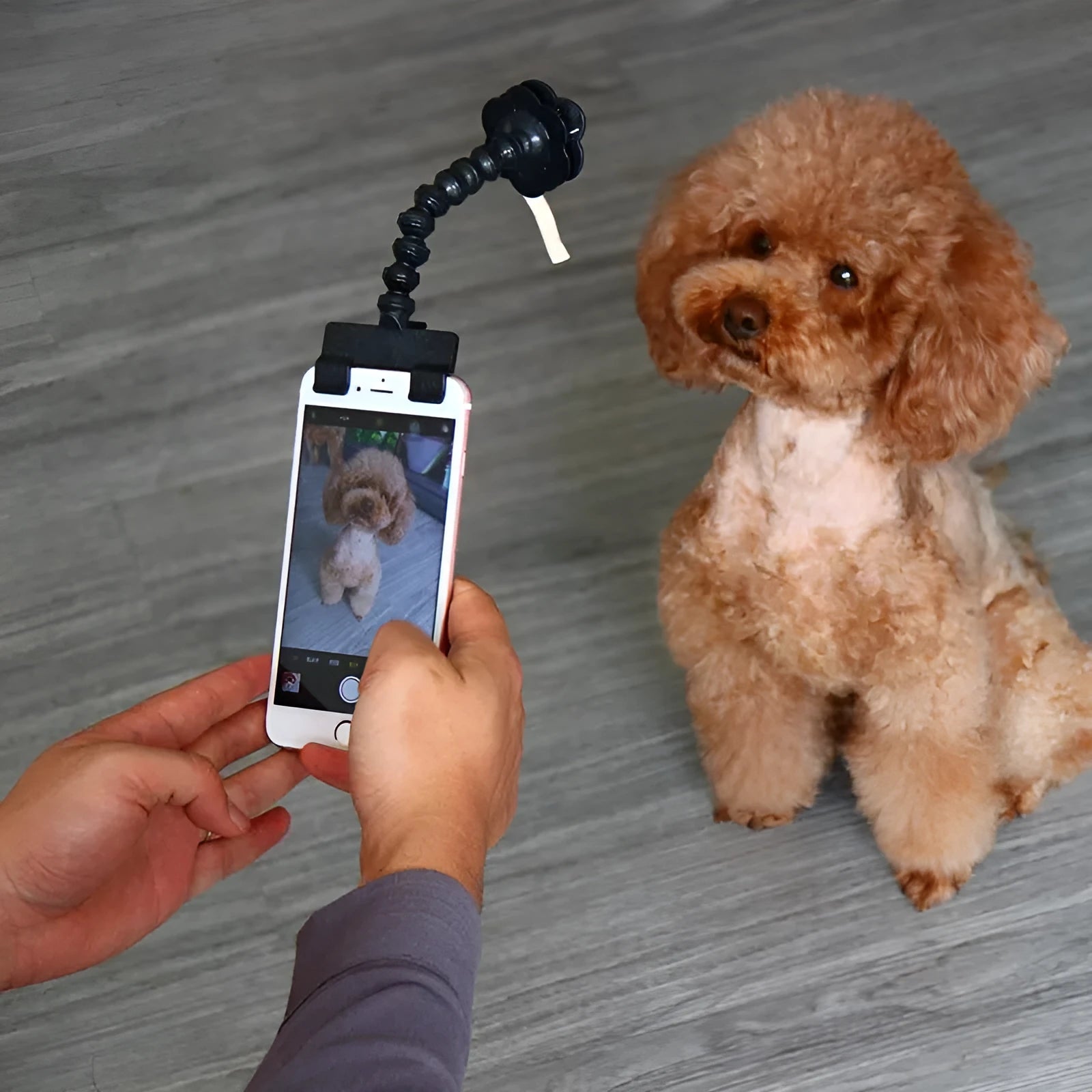 Black pet selfie stick with square and flower clips for holding treats during pet photography