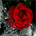 Frameless 40x50cm canvas painting of red rose with hand-painted texture on linen