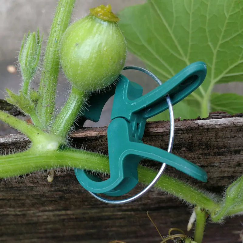 Green plastic and zinc plant fixing clips in large and small sizes for tomatoes and climbing plants