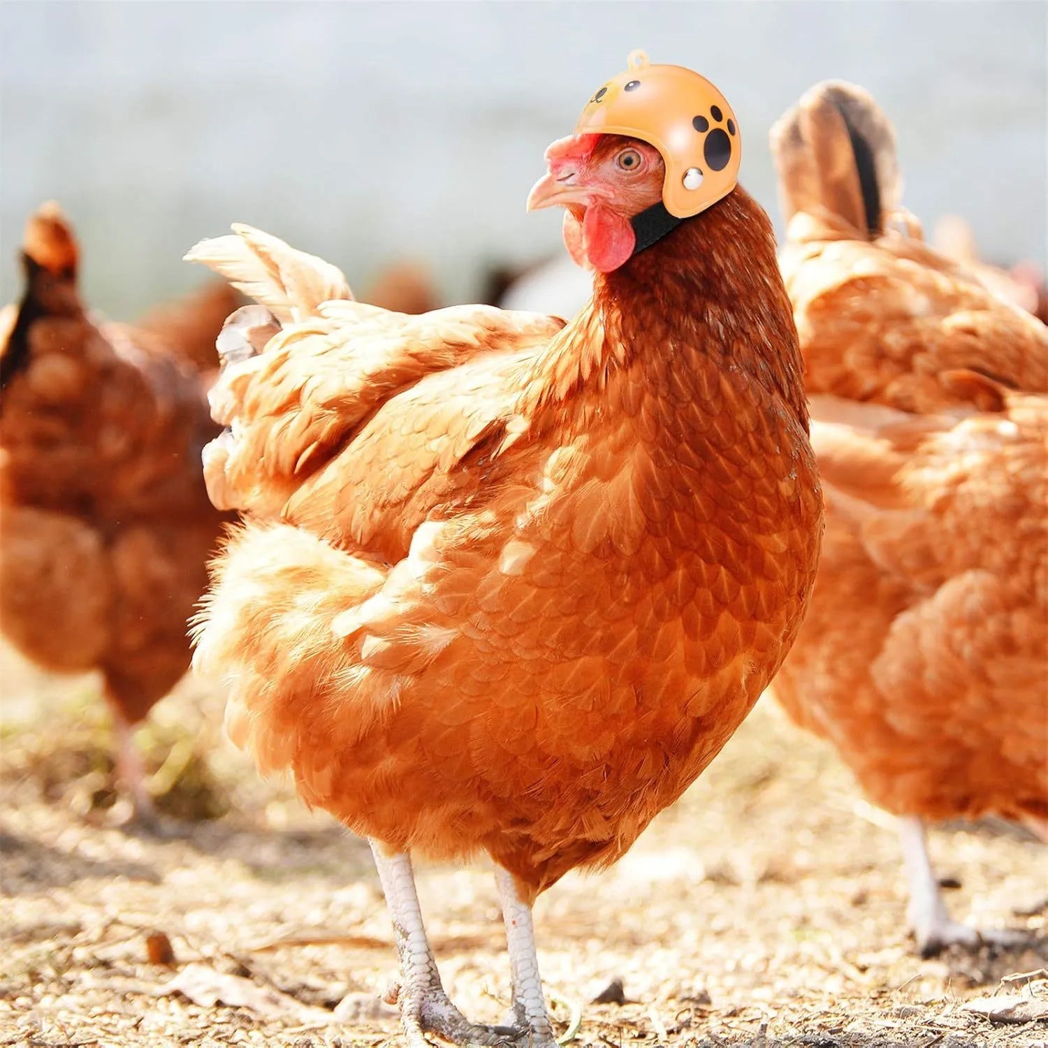 Small hard plastic pet safety helmet with sponge lining for a chicken or bird.