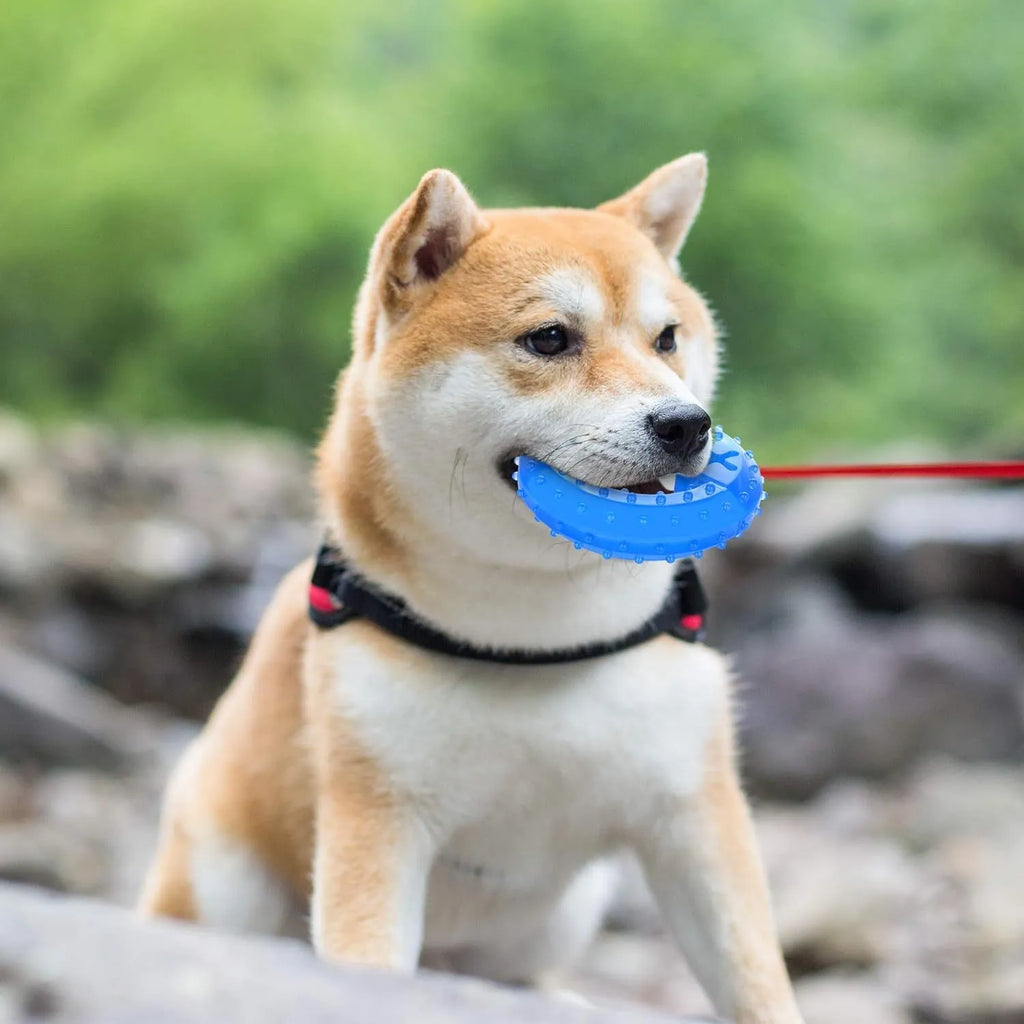 Freezable bone-shaped and circle-shaped dog cooling chew toy filled with purified water.