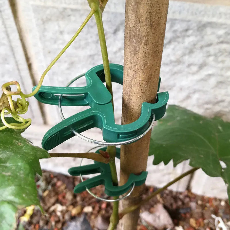 Green plastic and zinc plant fixing clips in large and small sizes for tomatoes and climbing plants