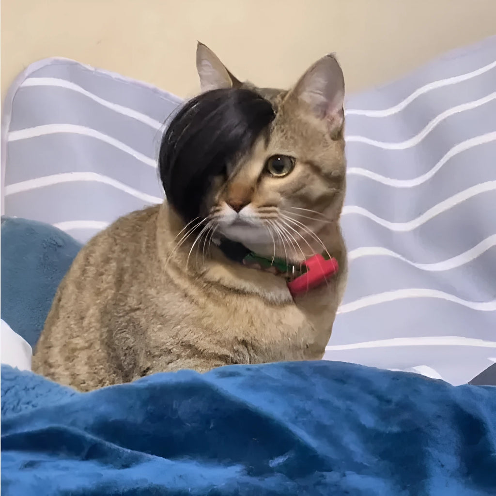 Black polyester cat wig imitation braid pet costume accessory on feline