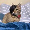 Black polyester cat wig imitation braid pet costume accessory on feline