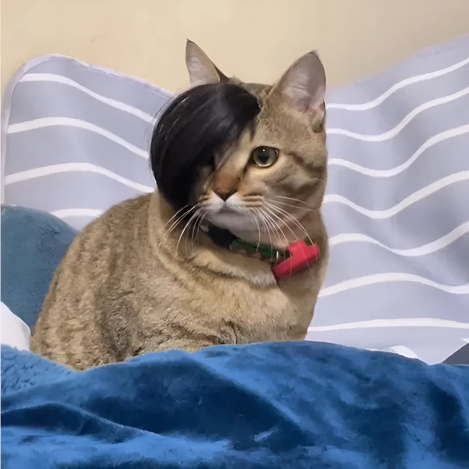 Black polyester cat wig imitation braid pet costume accessory on feline