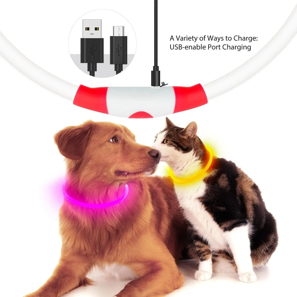 Blue USB rechargeable LED dog collar glowing on a dog's neck at night.