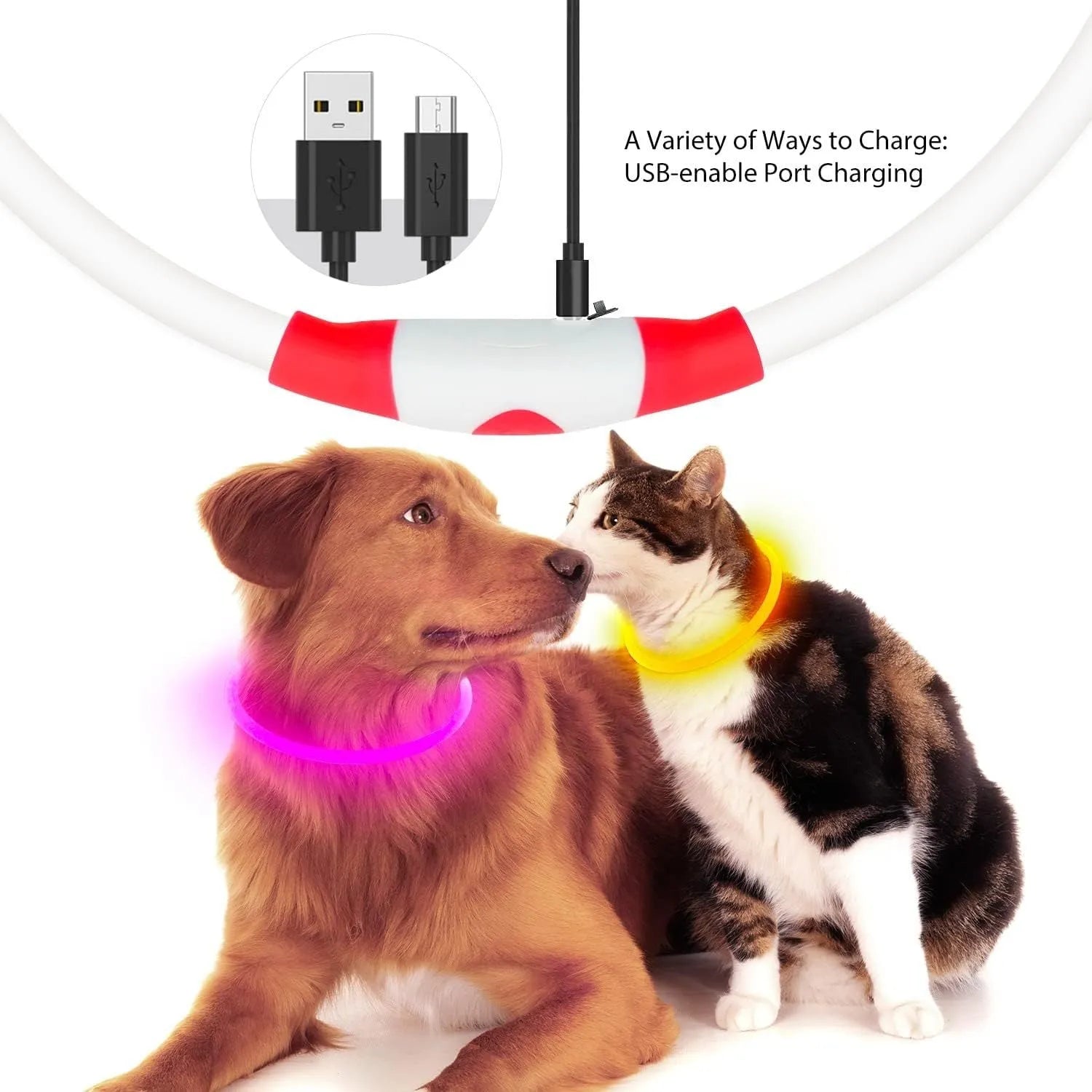 Blue USB rechargeable LED dog collar glowing on a dog's neck at night.