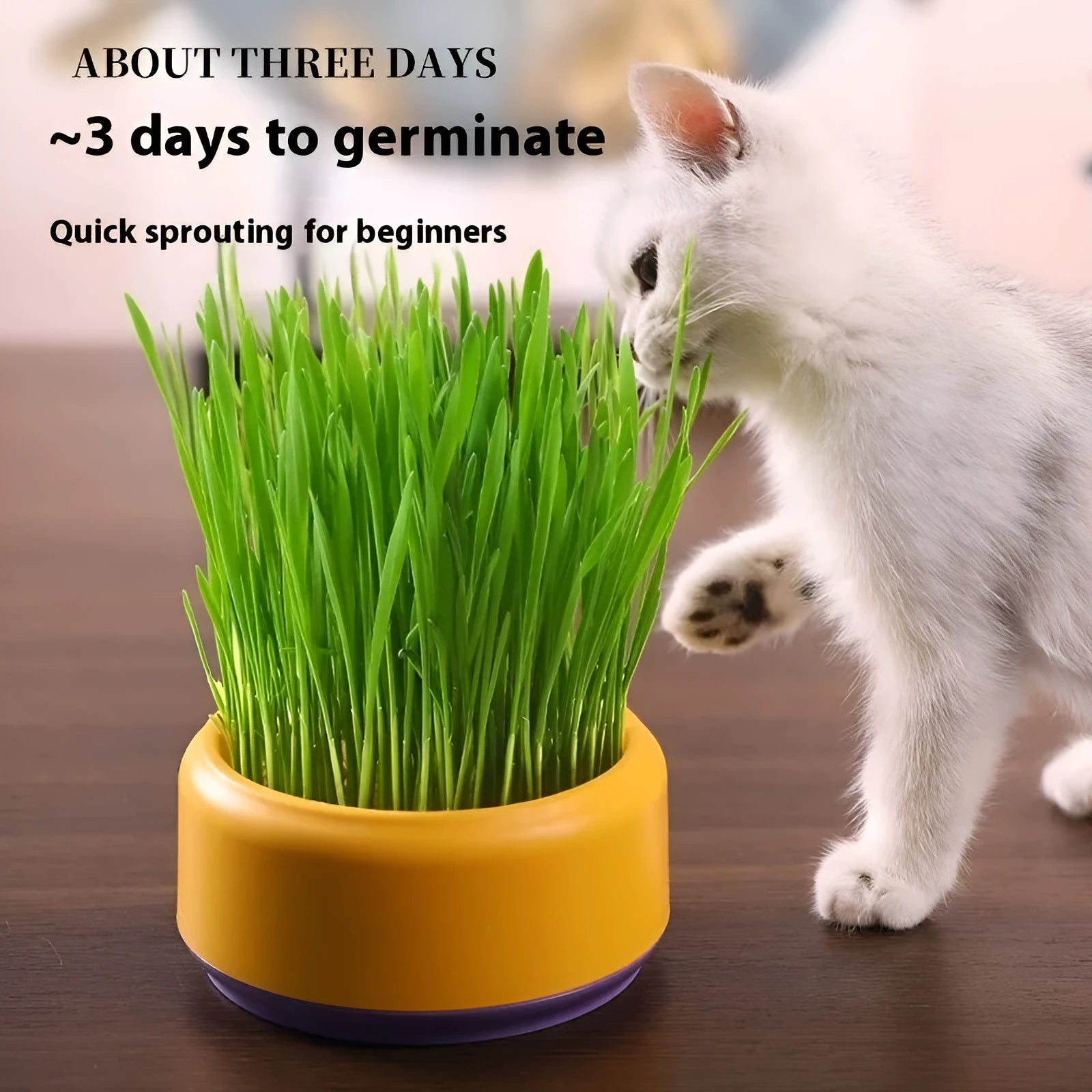 Hydroponic cat grass kit with planting cup and seed packs in blue, green, or yellow colours