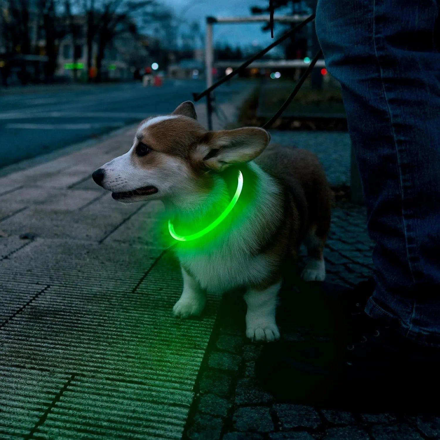 Blue USB rechargeable LED dog collar glowing on a dog's neck at night.