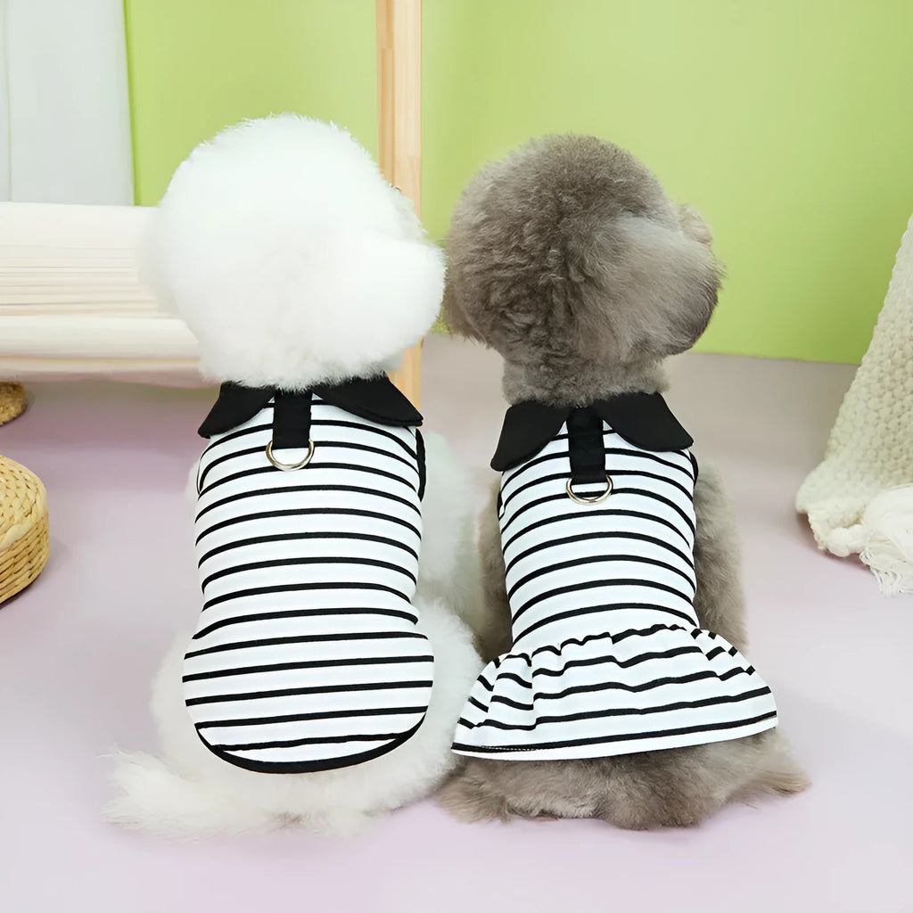 Pet dog wearing cotton summer stripe T-shirt and matching skirt clothing set
