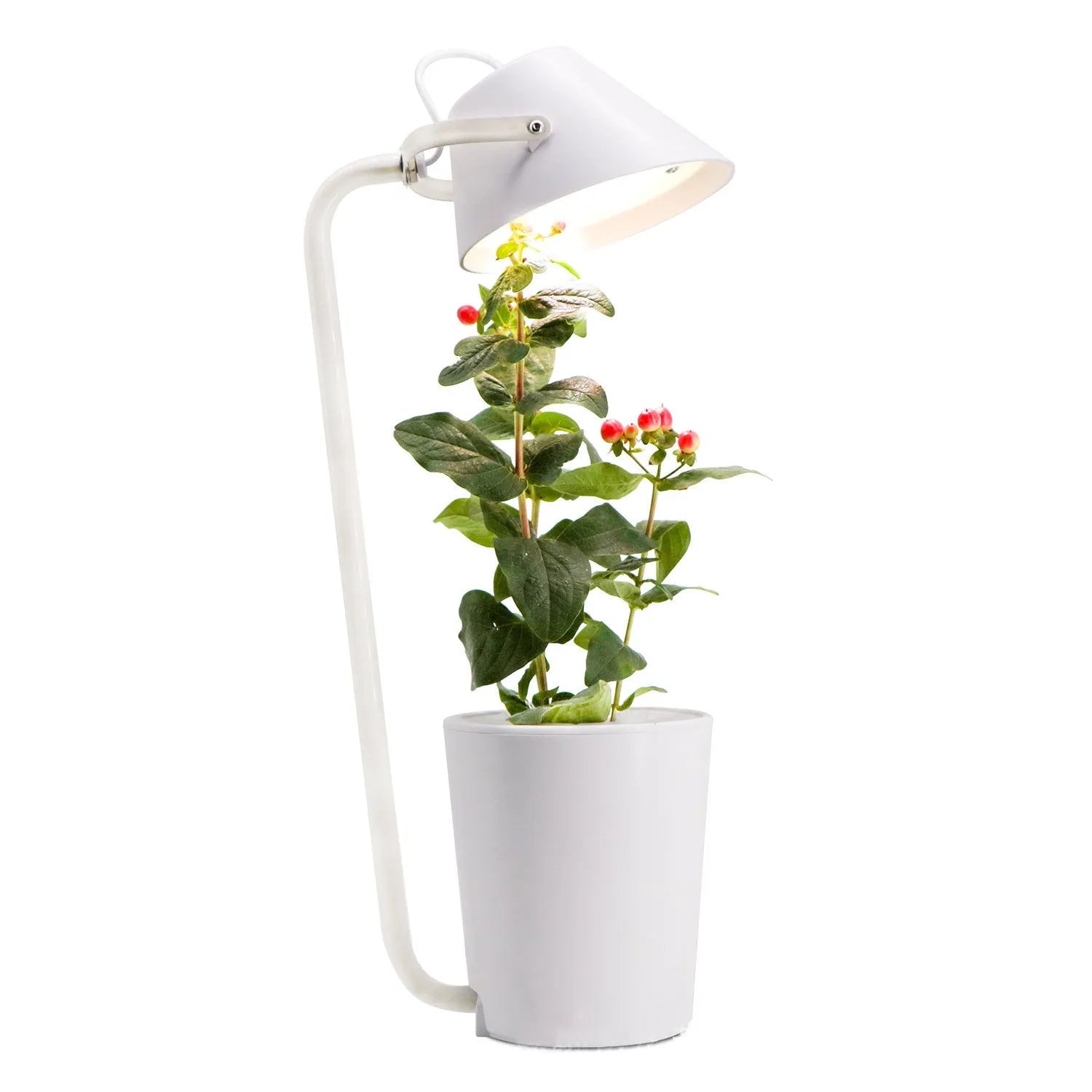 White plastic soilless cultivation plant growth machine hydroponic container on a desktop for office or home gardening