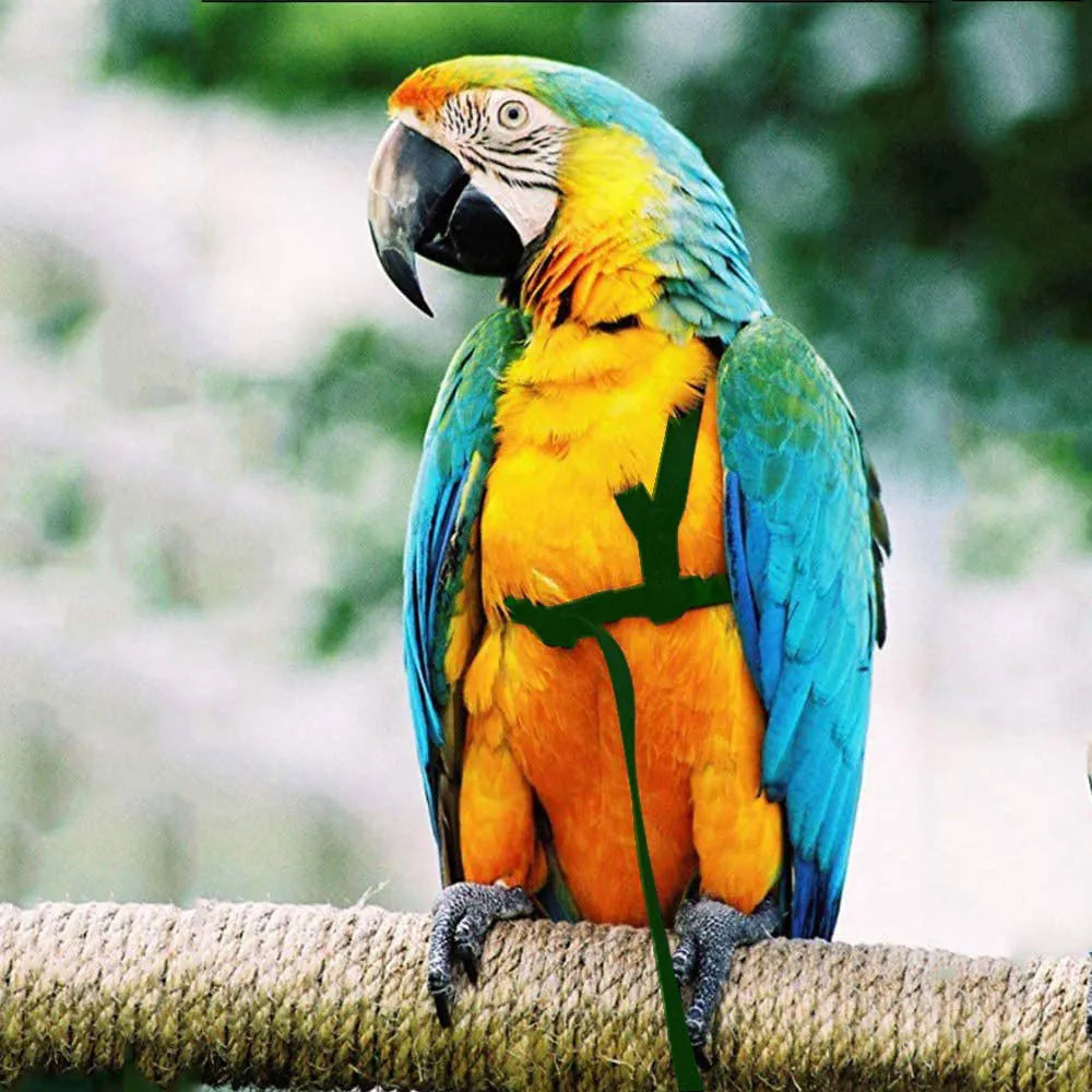 Parrot flying rope harness with soft silk satin strap and metal chain, adjustable sizes XXS to XL