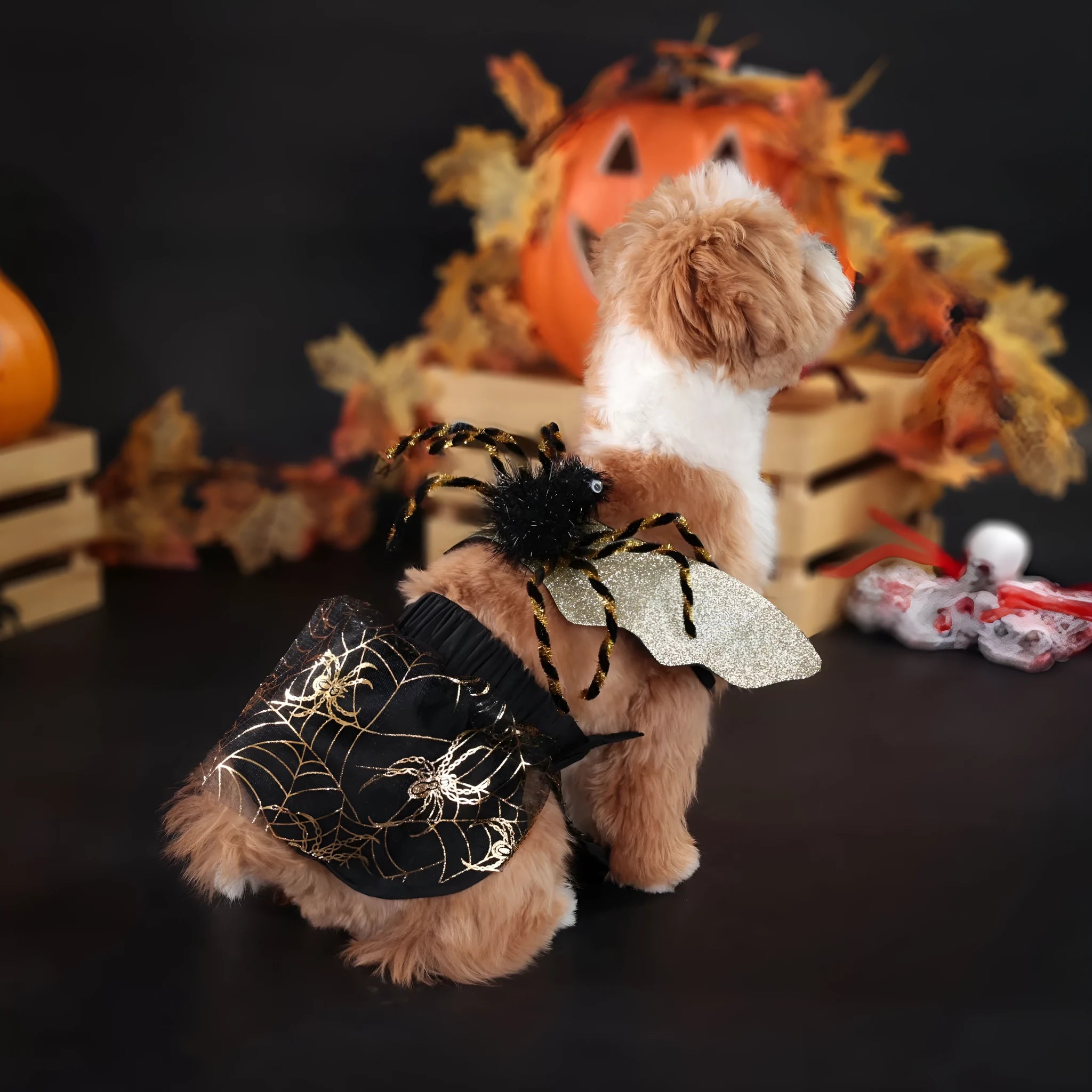 Black dog Halloween costume suit in polyester material shown on a pet