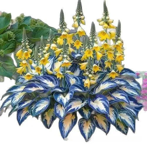 Pack of 50 coloured leaves jade barrettes potted flower seeds for home gardening