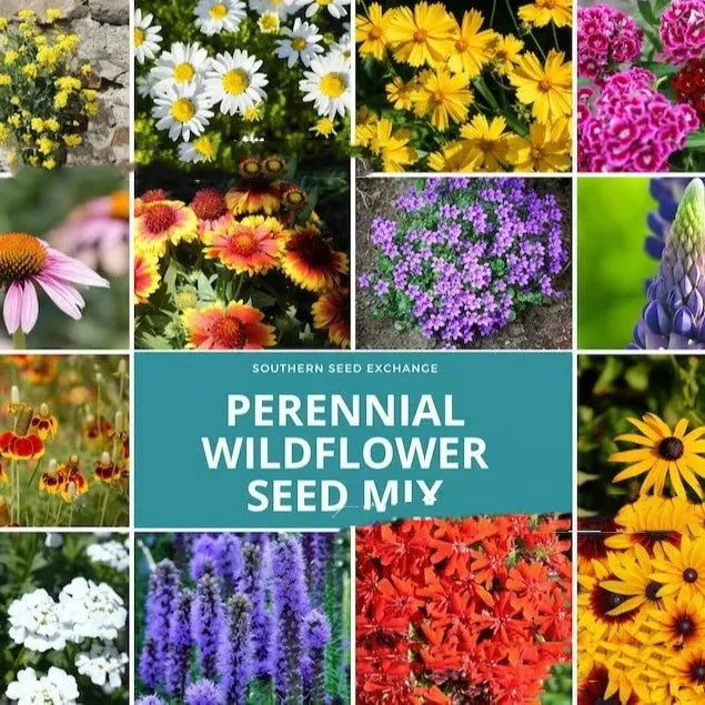 Packet of mixed wildflower seeds for garden planting, labelled cold and drought resistant.