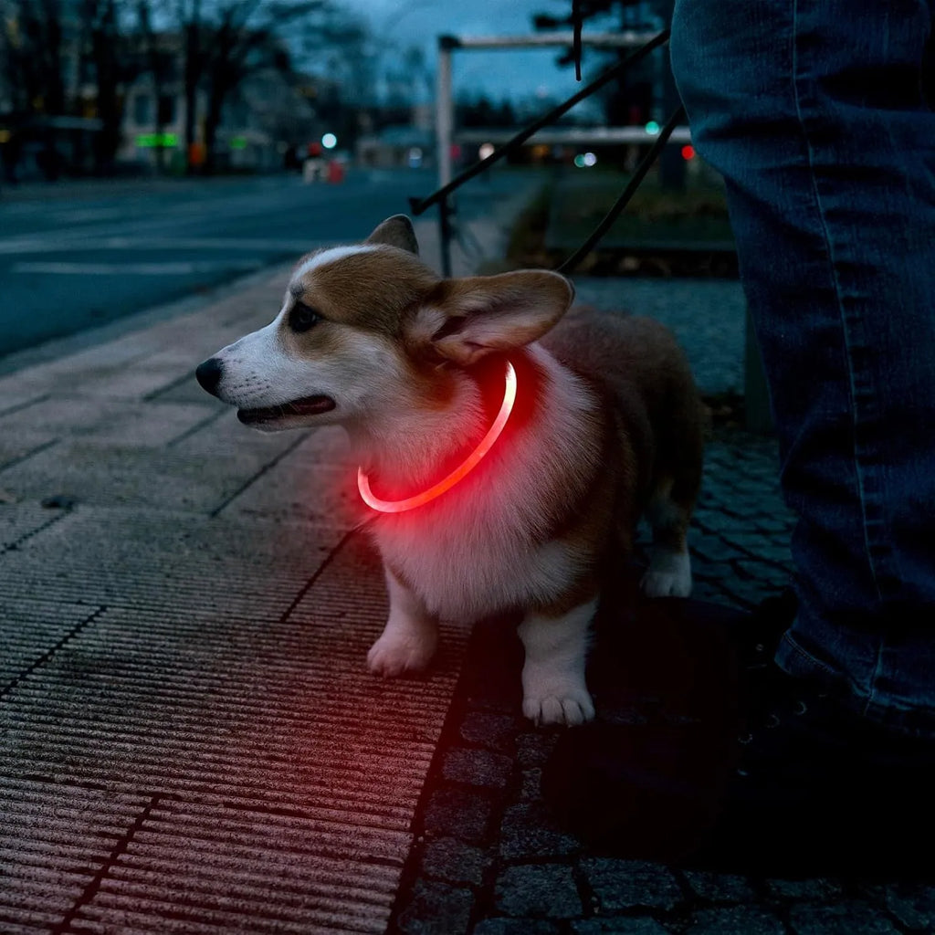 Blue USB rechargeable LED dog collar glowing on a dog's neck at night.