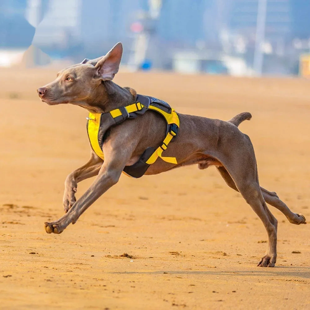Dog chest strap vest harness in nylon with adjustable straps for secure walking