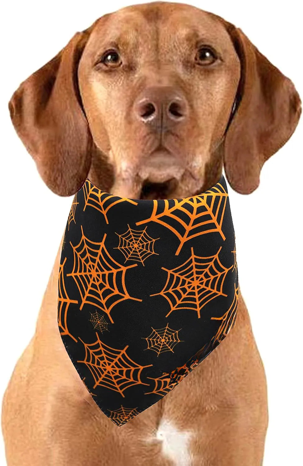 Black and orange reversible Halloween dog bandana with pumpkin and spider web patterns, showing adjustable fastening.