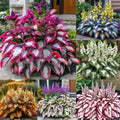 Pack of 50 coloured leaves jade barrettes potted flower seeds for home gardening