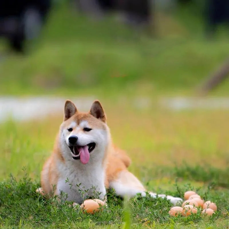 Orange rubber egg-shaped dog chew toy with crinkly sound for small medium breeds