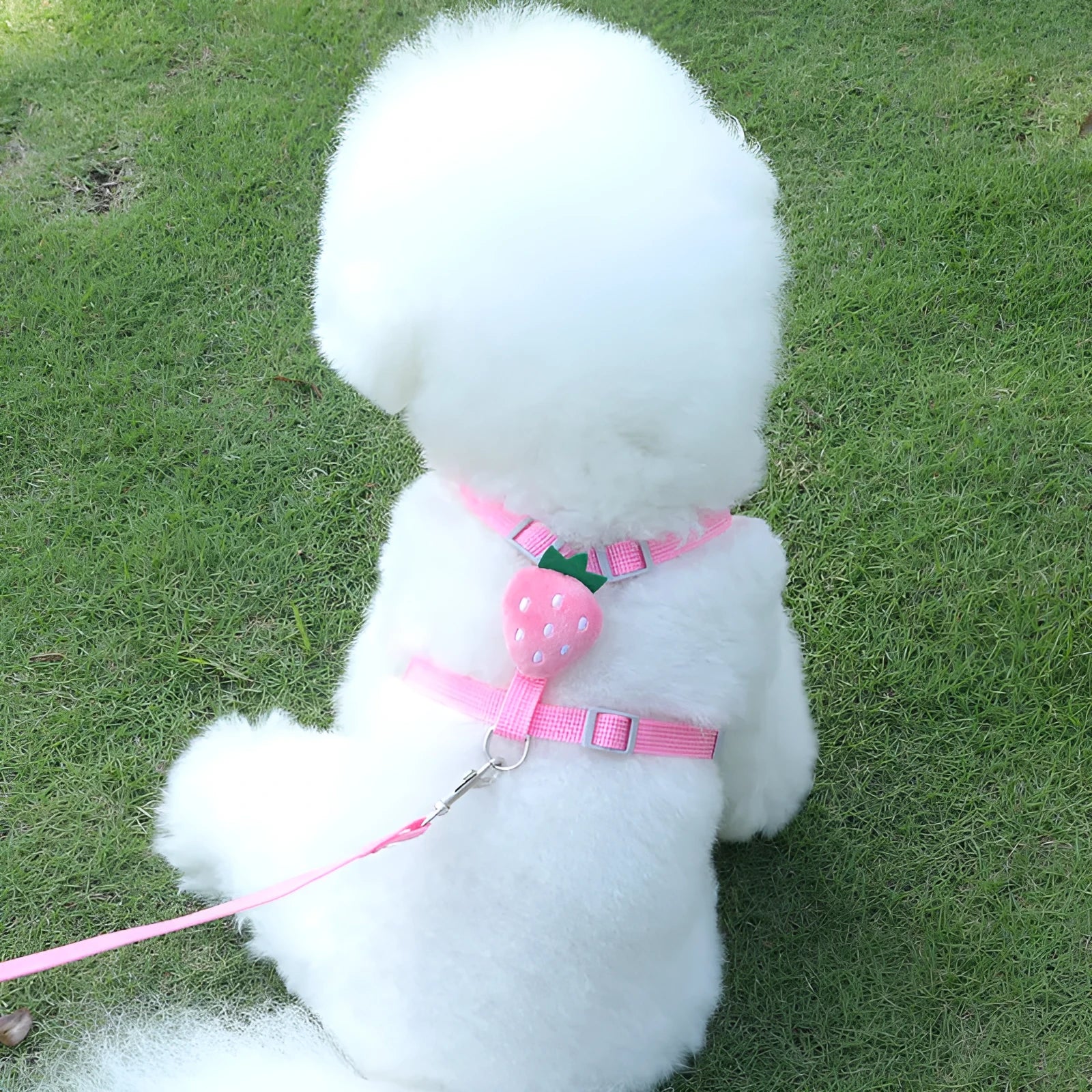 Reflective vest-style chest strap and lead for a small dog in avocado colour.