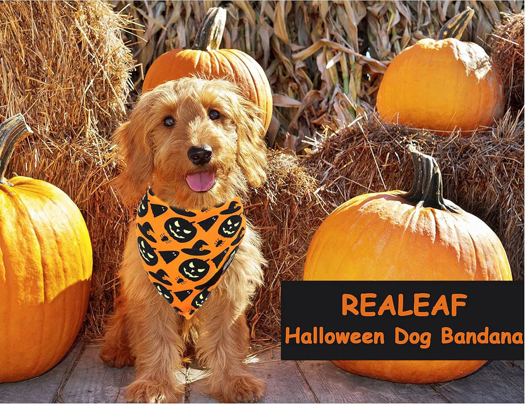 Black and orange reversible Halloween dog bandana with pumpkin and spider web patterns, showing adjustable fastening.