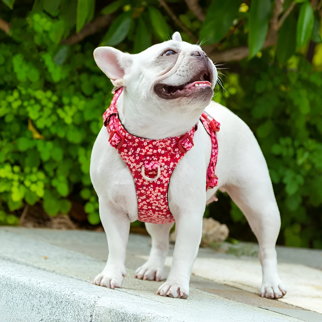 Pure cotton dog harness with floral pattern chest strap in red, blue, or green on various sized dogs