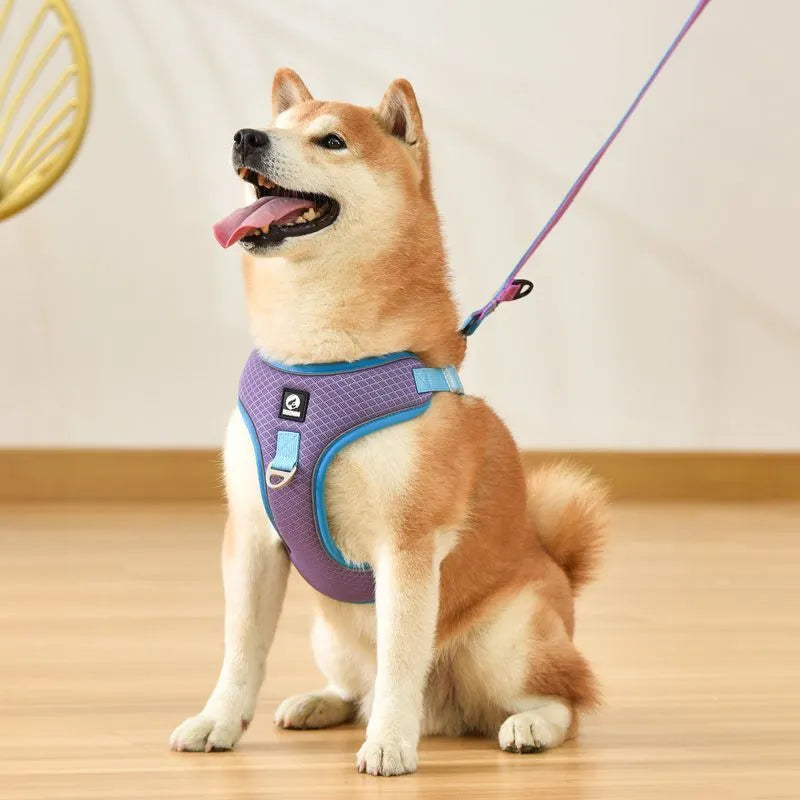 Adjustable breathable mesh dog harness with reflective piping in black, shown on a small dog.