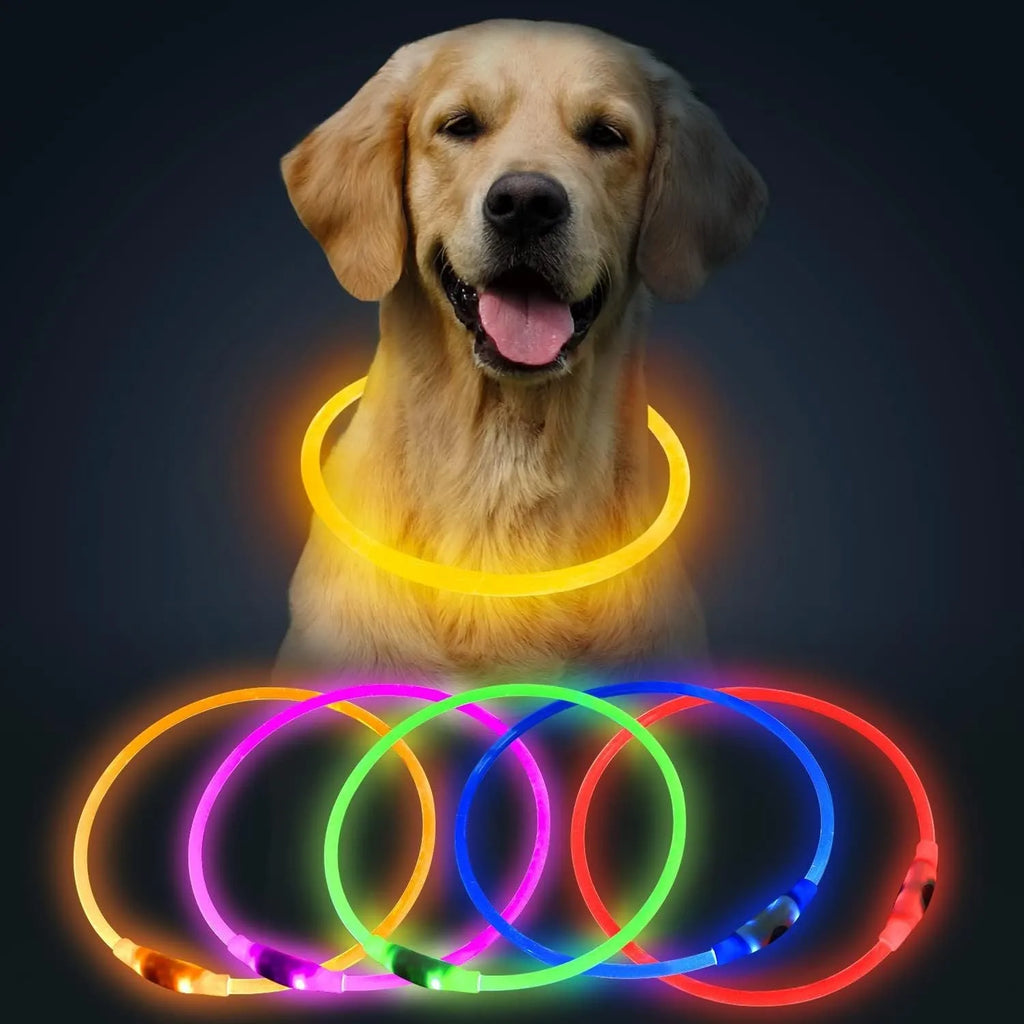 Blue USB rechargeable LED dog collar glowing on a dog's neck at night.