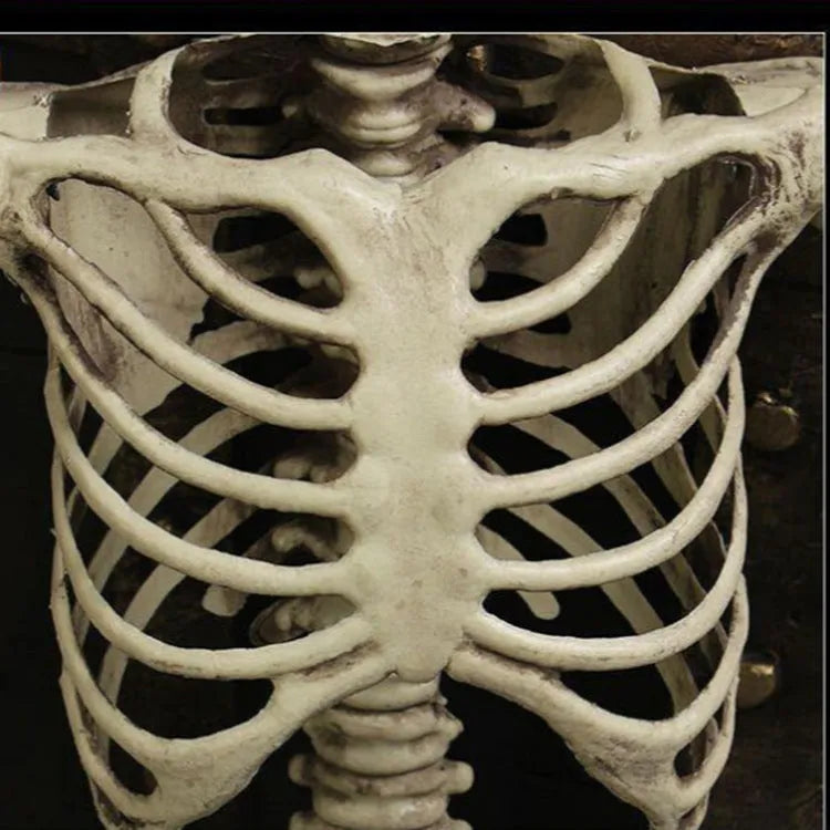 170cm tall plastic skeleton prop with detailed simulation skull for Halloween and teaching