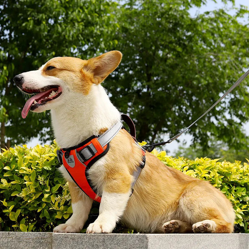 Adjustable polyester dog harness with chest and back straps in multiple colour options