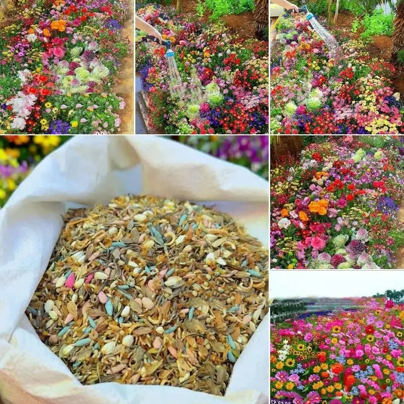 Packet of mixed wildflower seeds for garden planting, labelled cold and drought resistant.