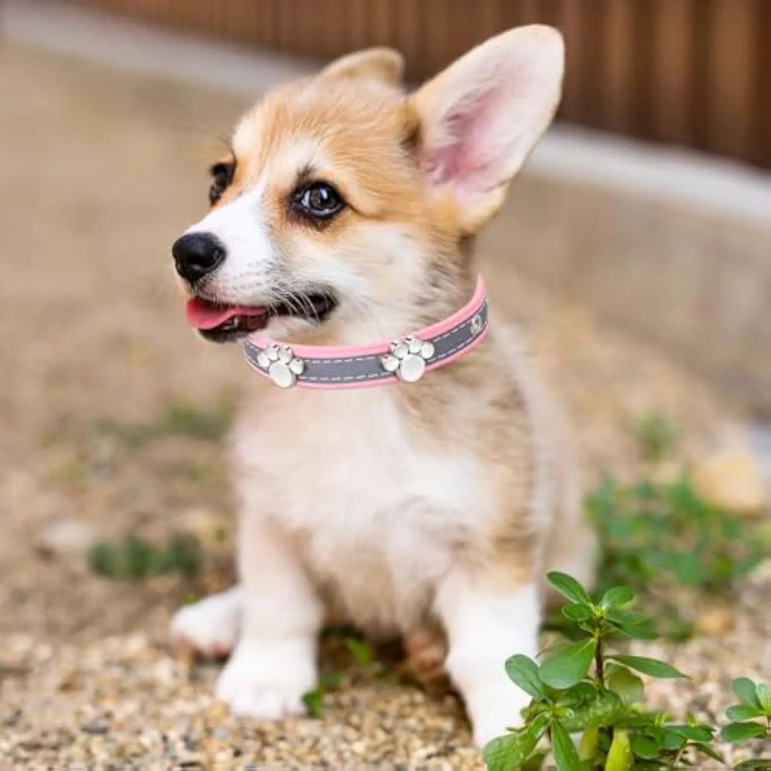 Reflective adjustable PU leather dog collar with a metal buckle and decorative paw rivet.