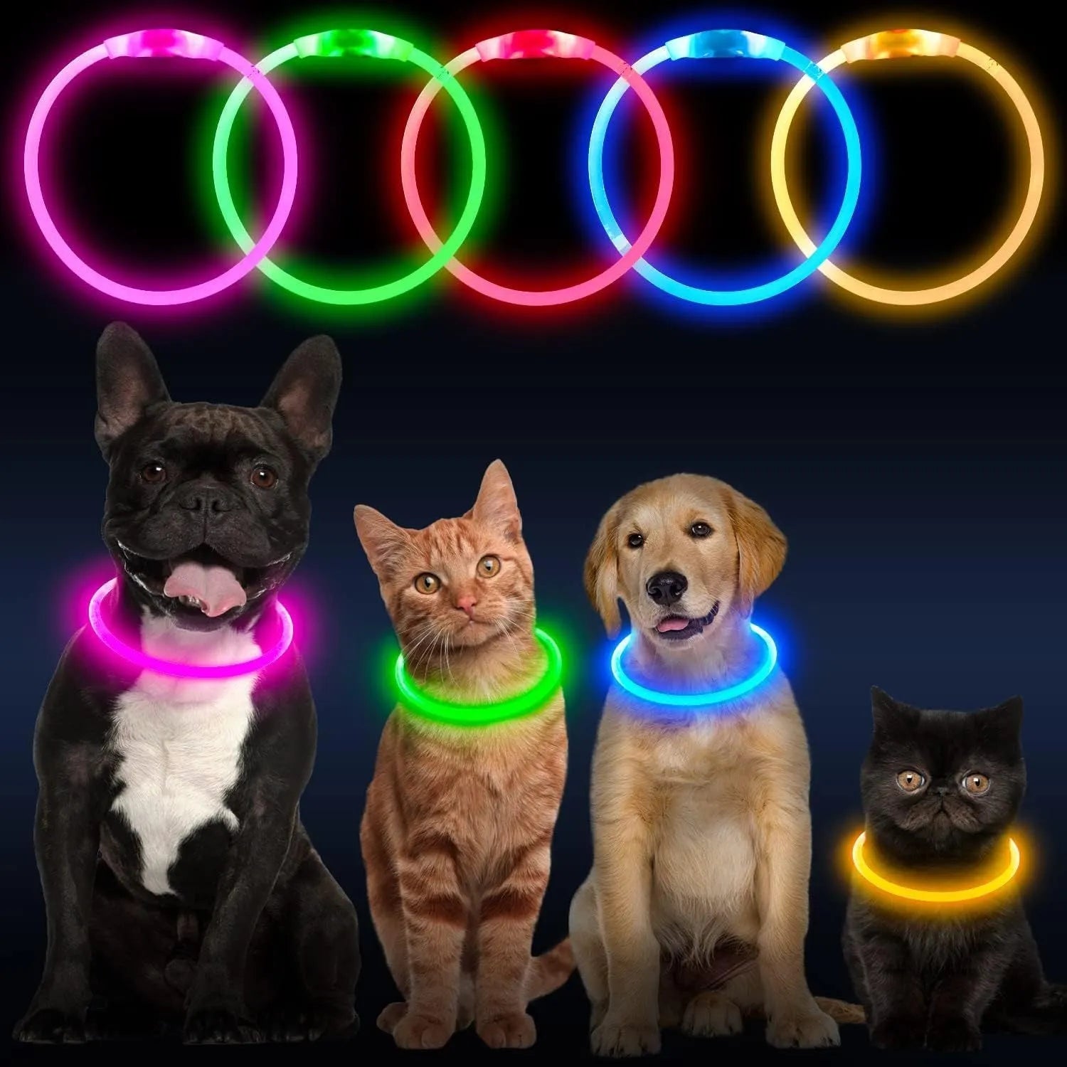 Blue USB rechargeable LED dog collar glowing on a dog's neck at night.