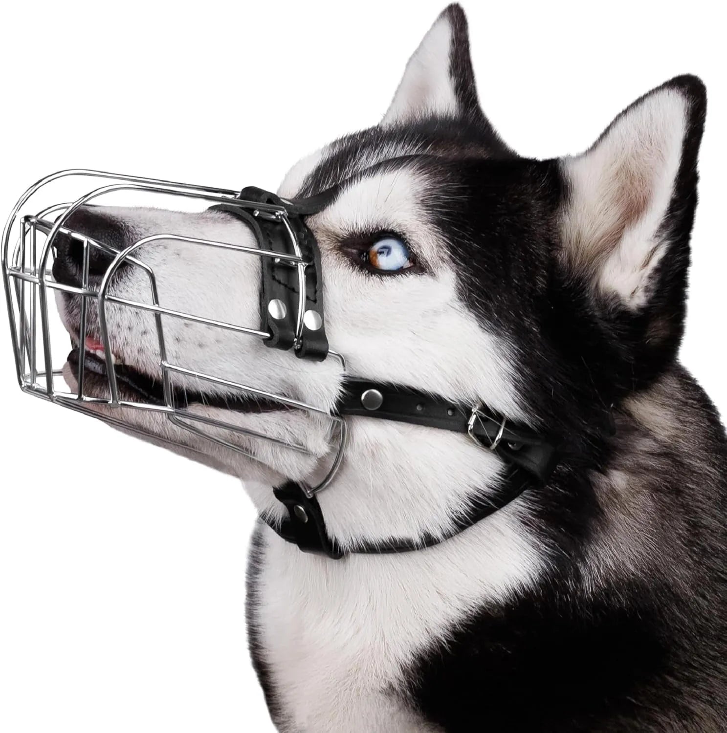 Black metal basket muzzle designed for a Golden Retriever or German Shepherd dog.