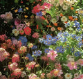 Packet of mixed wildflower seeds for garden planting, labelled cold and drought resistant.