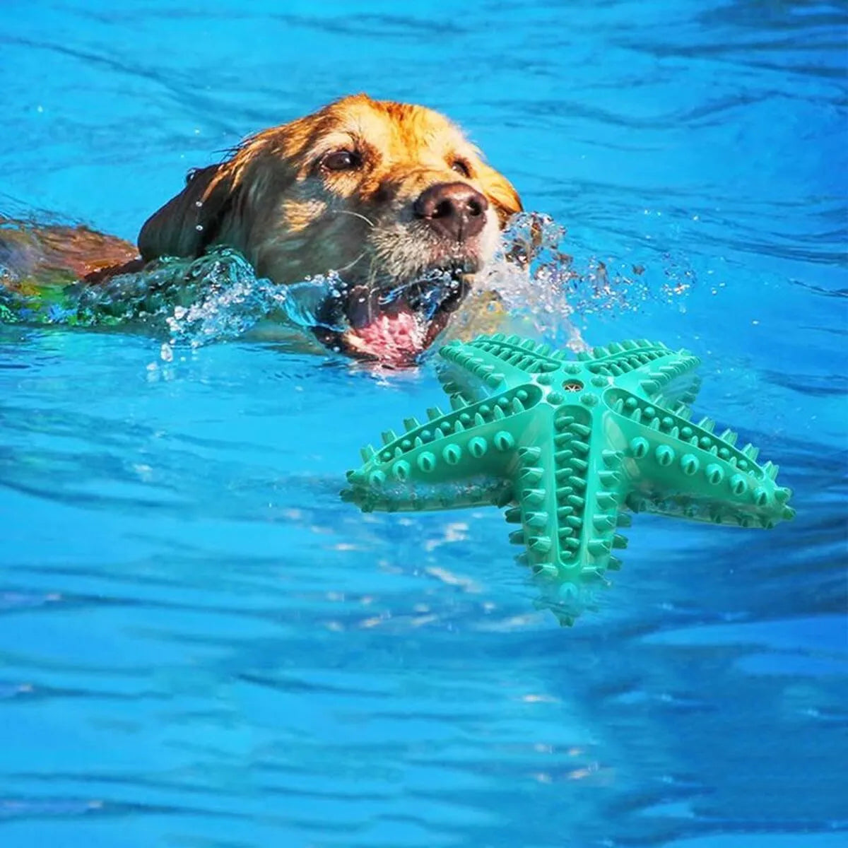 Blue, green, or yellow starfish-shaped edible TPR dog toy for large dogs with squeaky dental chew design