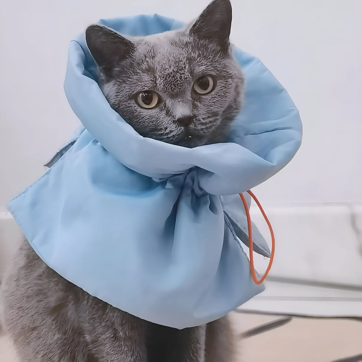 Soft light blue adjustable recovery collar for a cat on a grey background.
