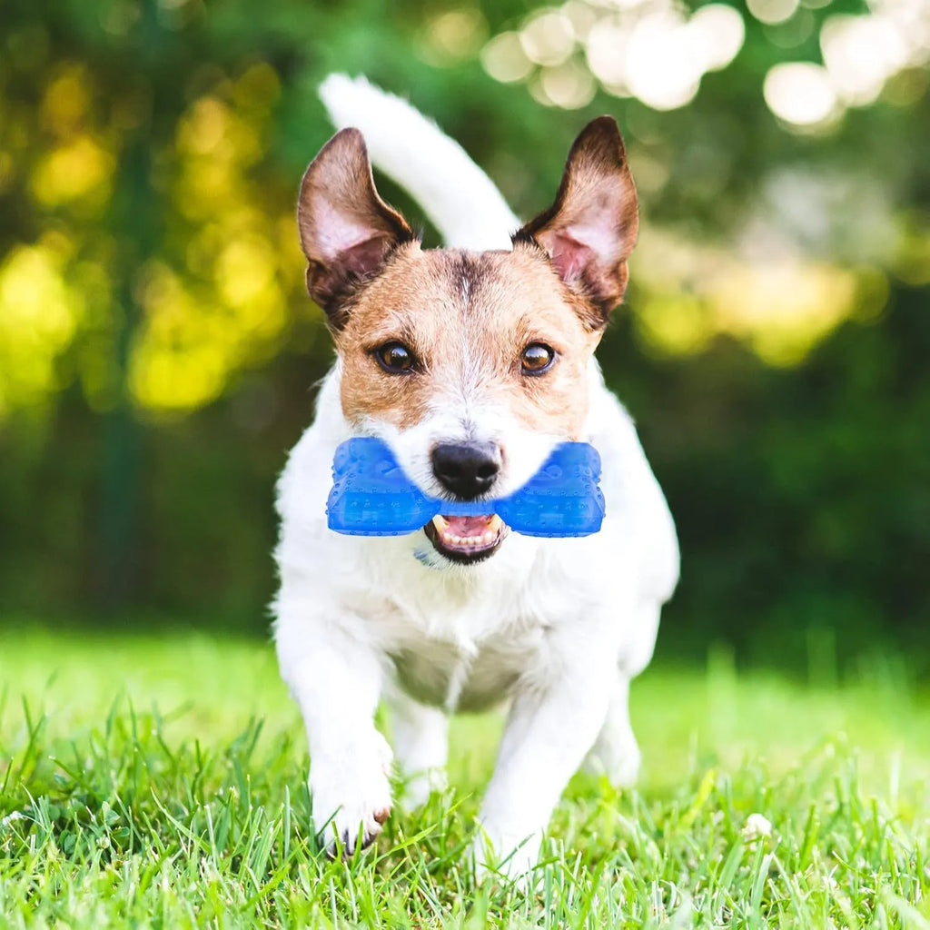 Freezable bone-shaped and circle-shaped dog cooling chew toy filled with purified water.