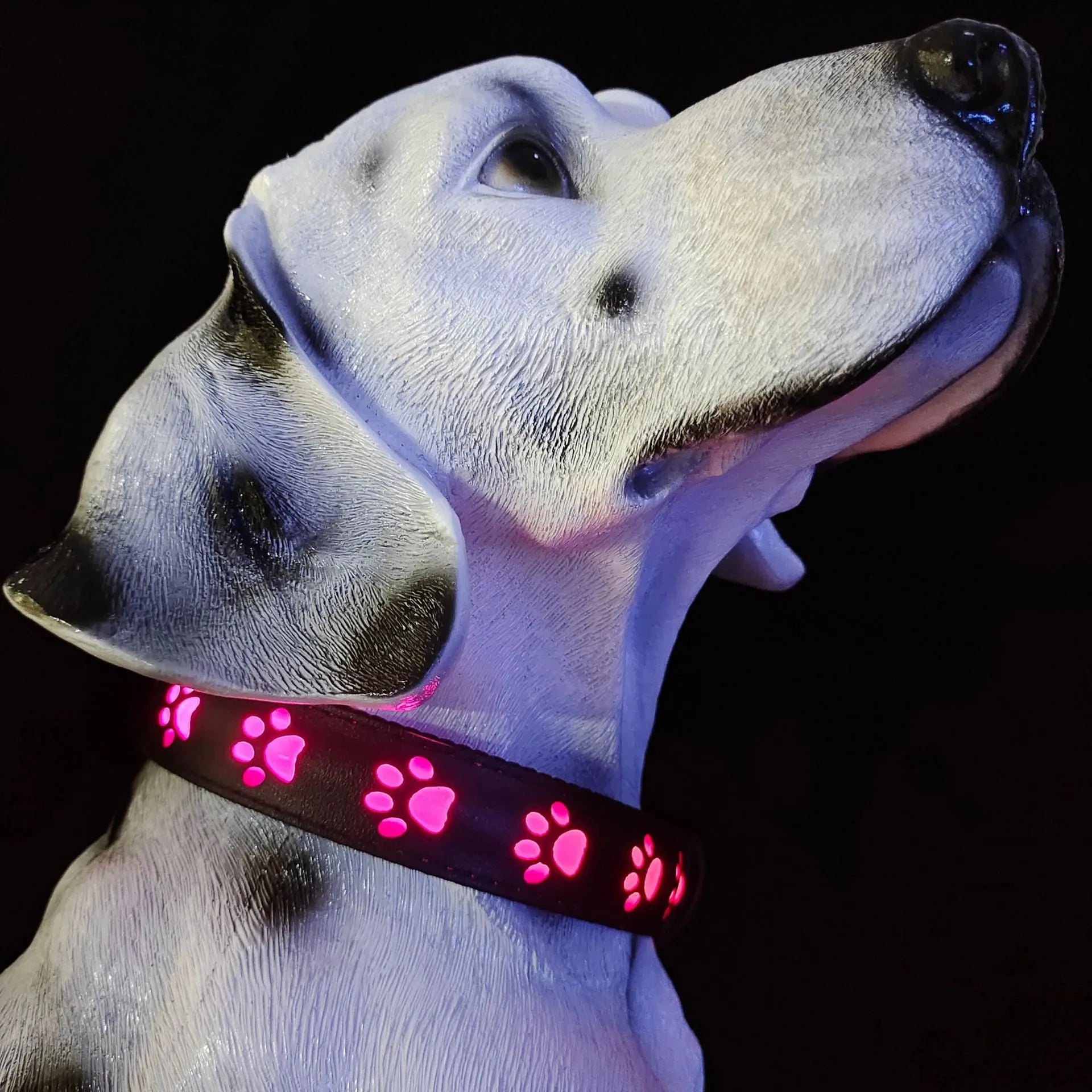 Paw print design LED luminous collar for cats on a black background, showing USB charging port.