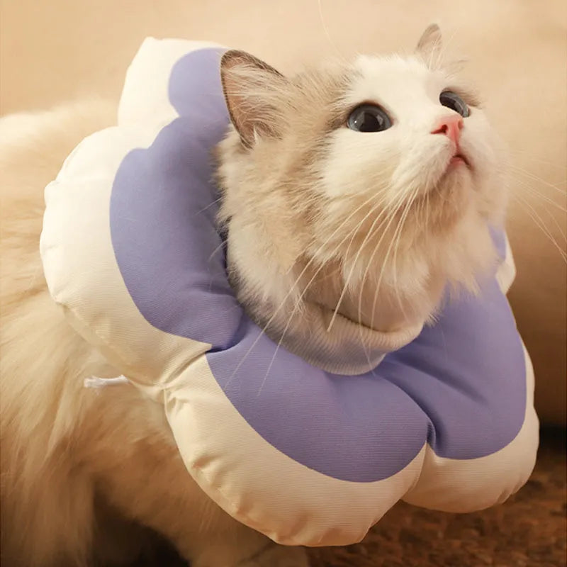 Cotton cat recovery collar with a solar-powered flower, shown in blue on a model, with adjustable fastening.