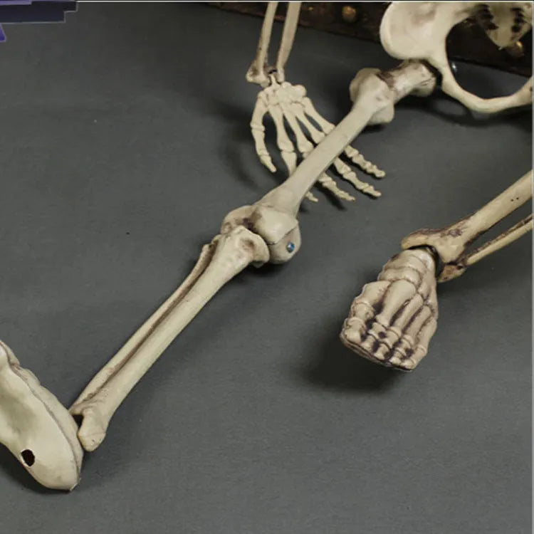 170cm tall plastic skeleton prop with detailed simulation skull for Halloween and teaching