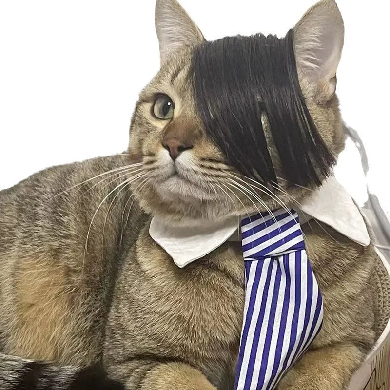 Black polyester cat wig imitation braid pet costume accessory on feline