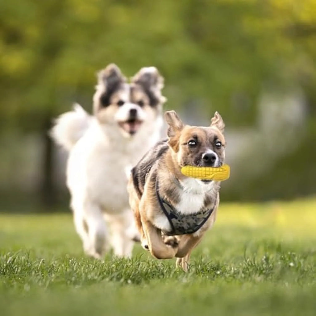 Blue and yellow corn stick dog chew toy with textured surface grooves for aggressive chewers